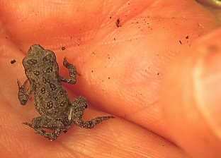 Tiny toads and other frogs - FRIENDS OF THE LAKESHORE NATURE PRESERVE